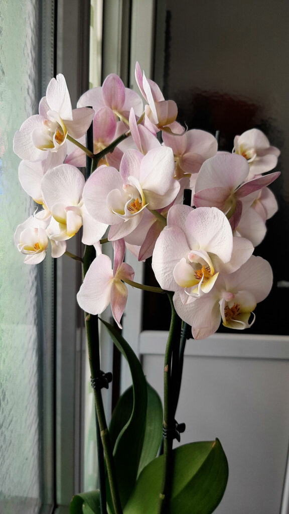 baby shower orchidee