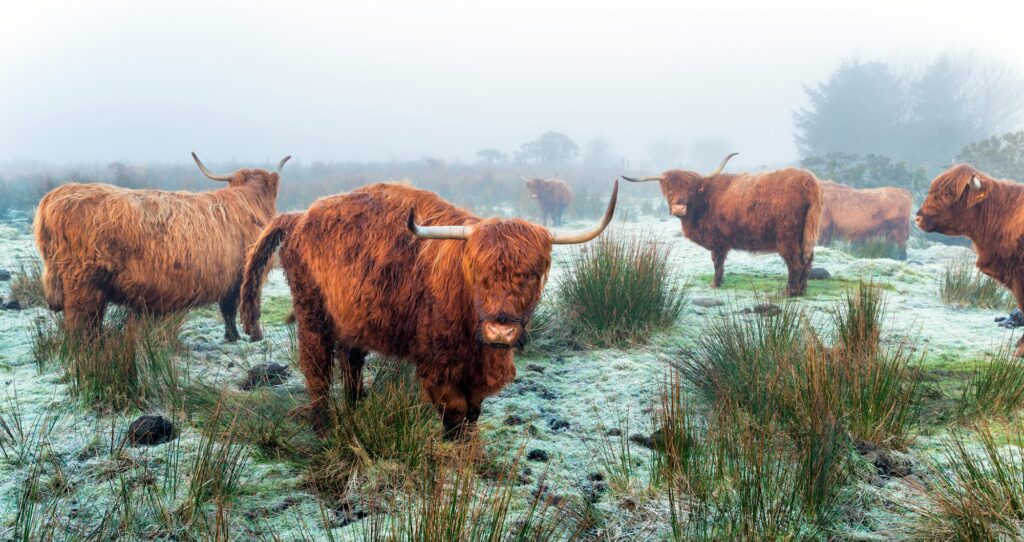 Highland Cattle