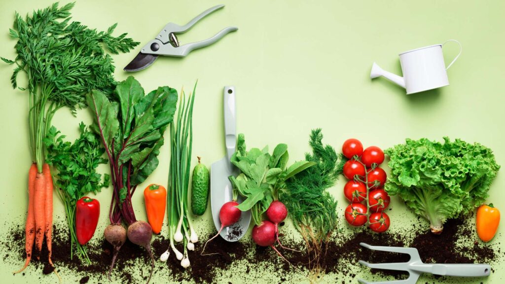 Légumes provenant d'un potager
