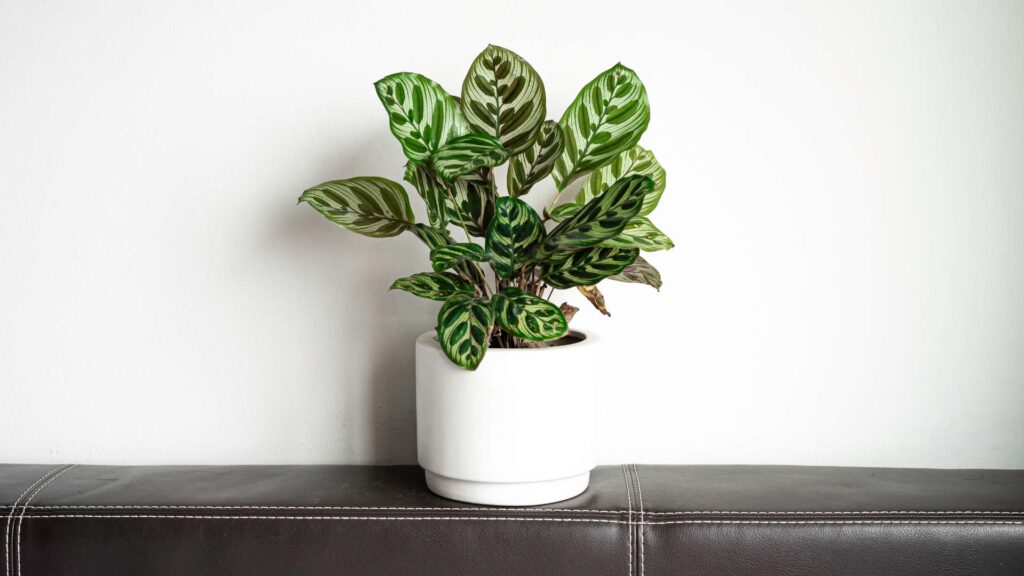 plante intérieur