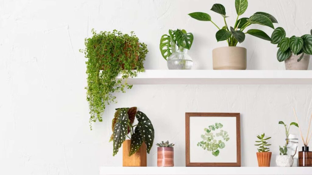 plante intérieur