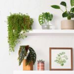 plante intérieur