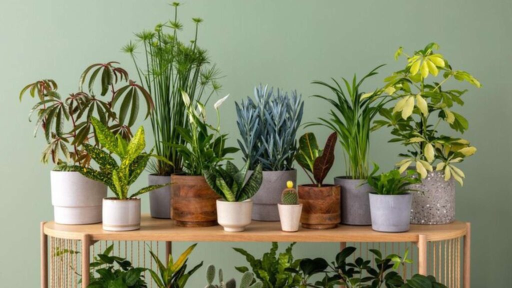 plante intérieur