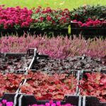 plante pour jardin