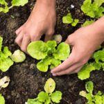 Potager